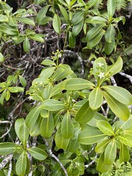 Image of forest wild coffee