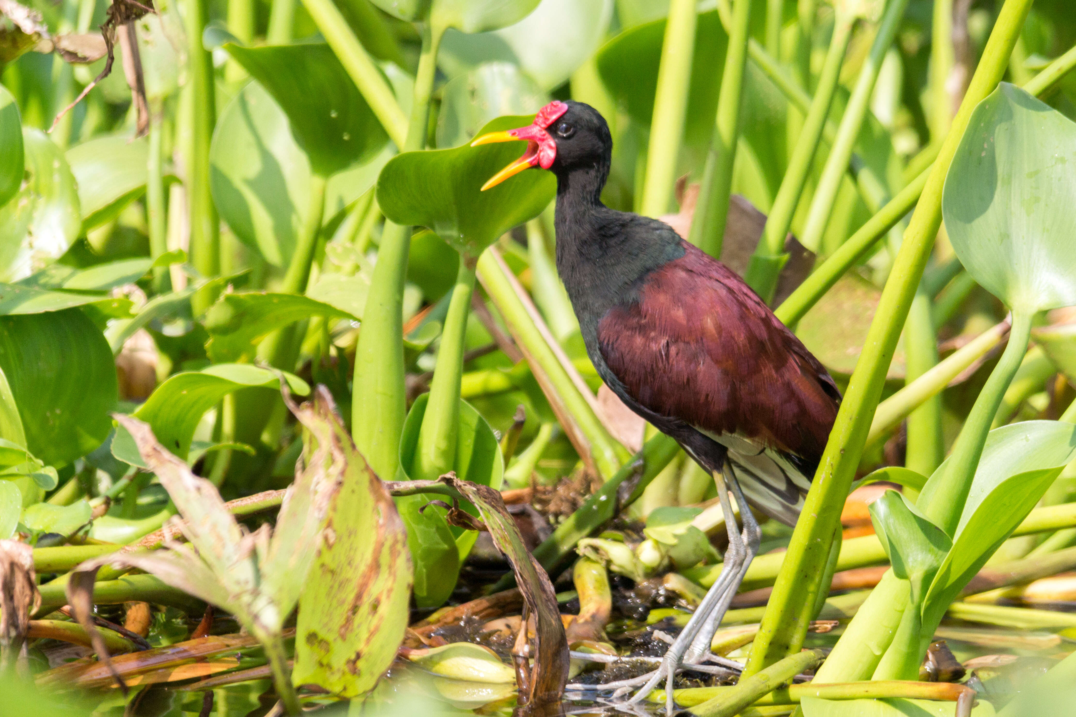 Image of Wattled Jacana