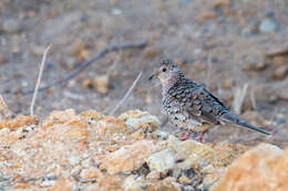 Image of Scaled Dove