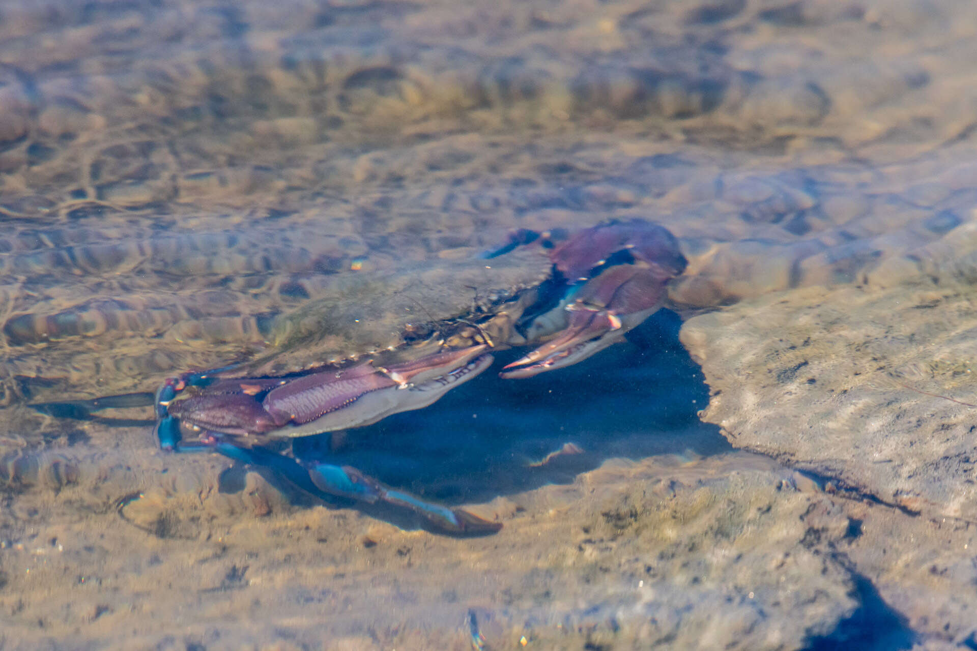 Image of arched swimming crab