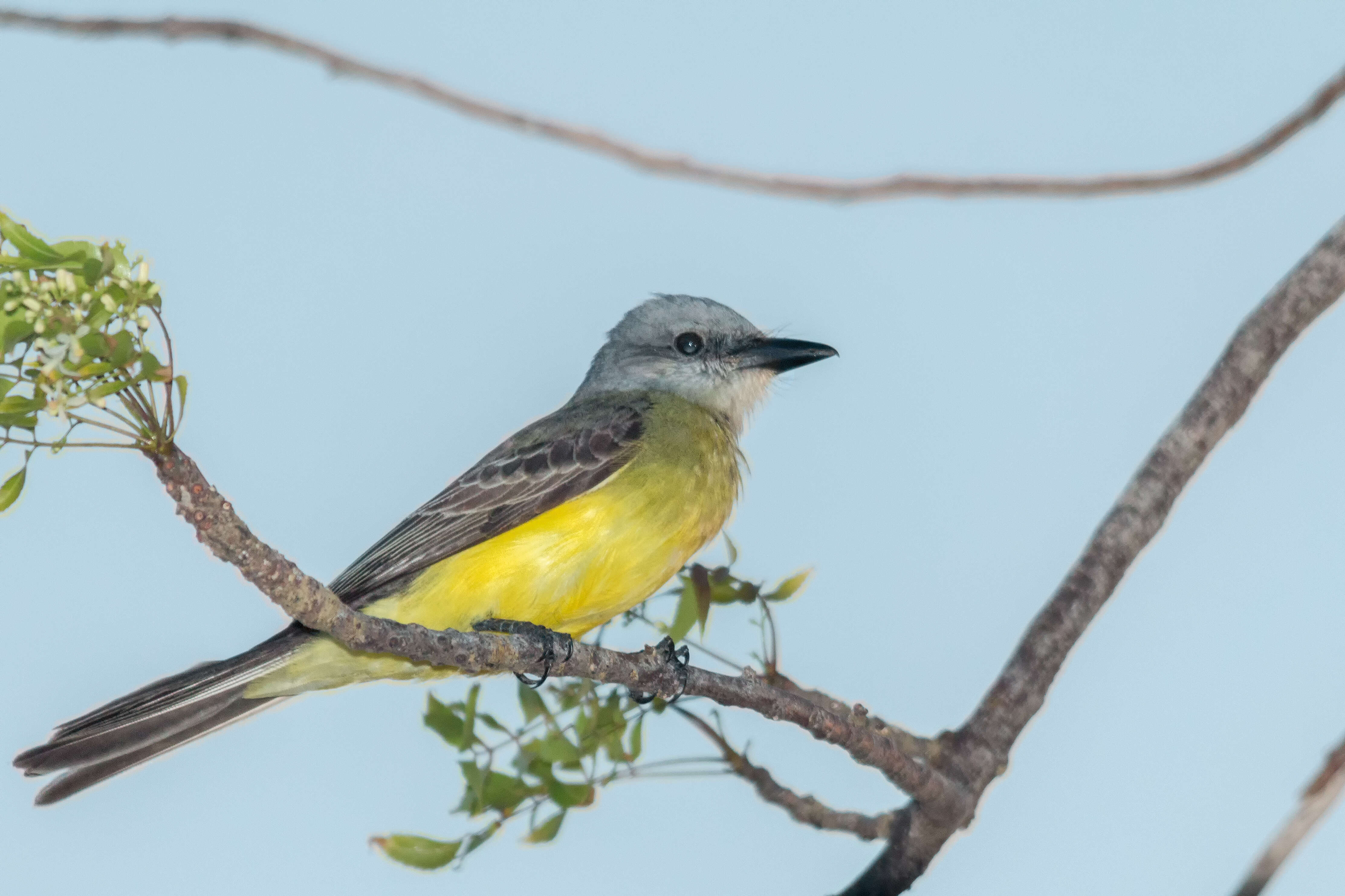 Image of Tropical Kingbird