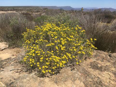 Imagem de Oedera sedifolia (DC.) A. A. Anderberg & K. Bremer