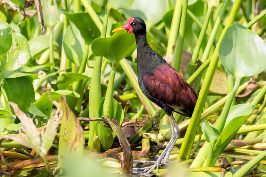 Image of Wattled Jacana