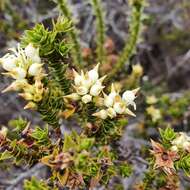 Image of Richea sprengelioides (R. Br.) F. Muell.