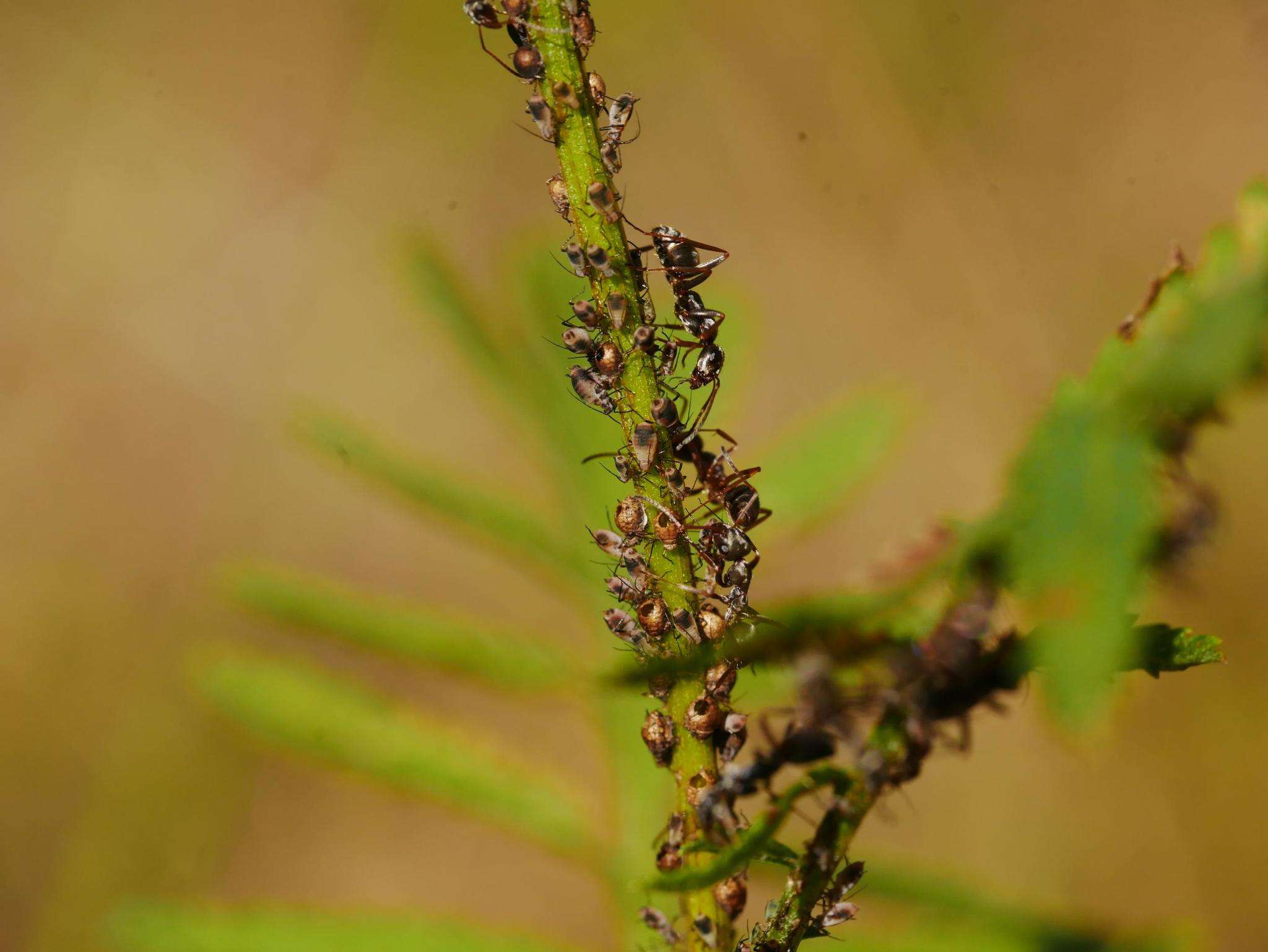 Слика од Formica cinerea Mayr 1853