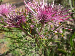 Image of Isopogon formosus R. Br.