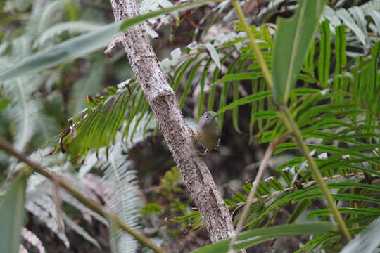 Image of Huet's Fulvetta