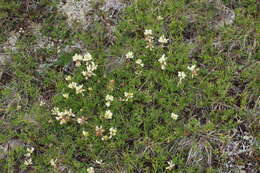 Слика од Trifolium polyphyllum (C. A. Mey.) Latsch.