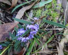 Слика од Hovea heterophylla Hook. fil.