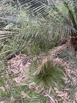 Image of Poa meionectes Vickery