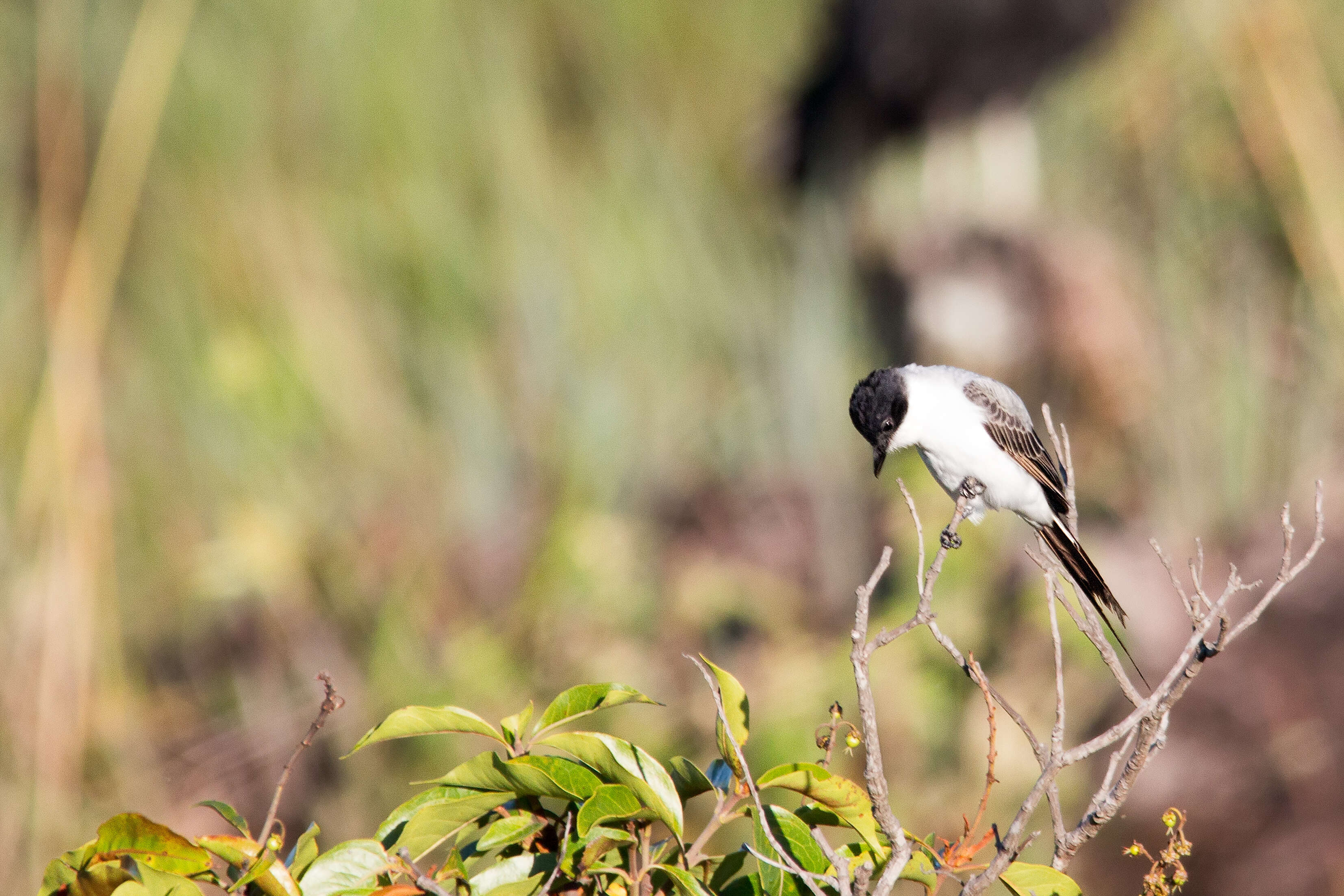 Image of Fork-tailed Flycatcher