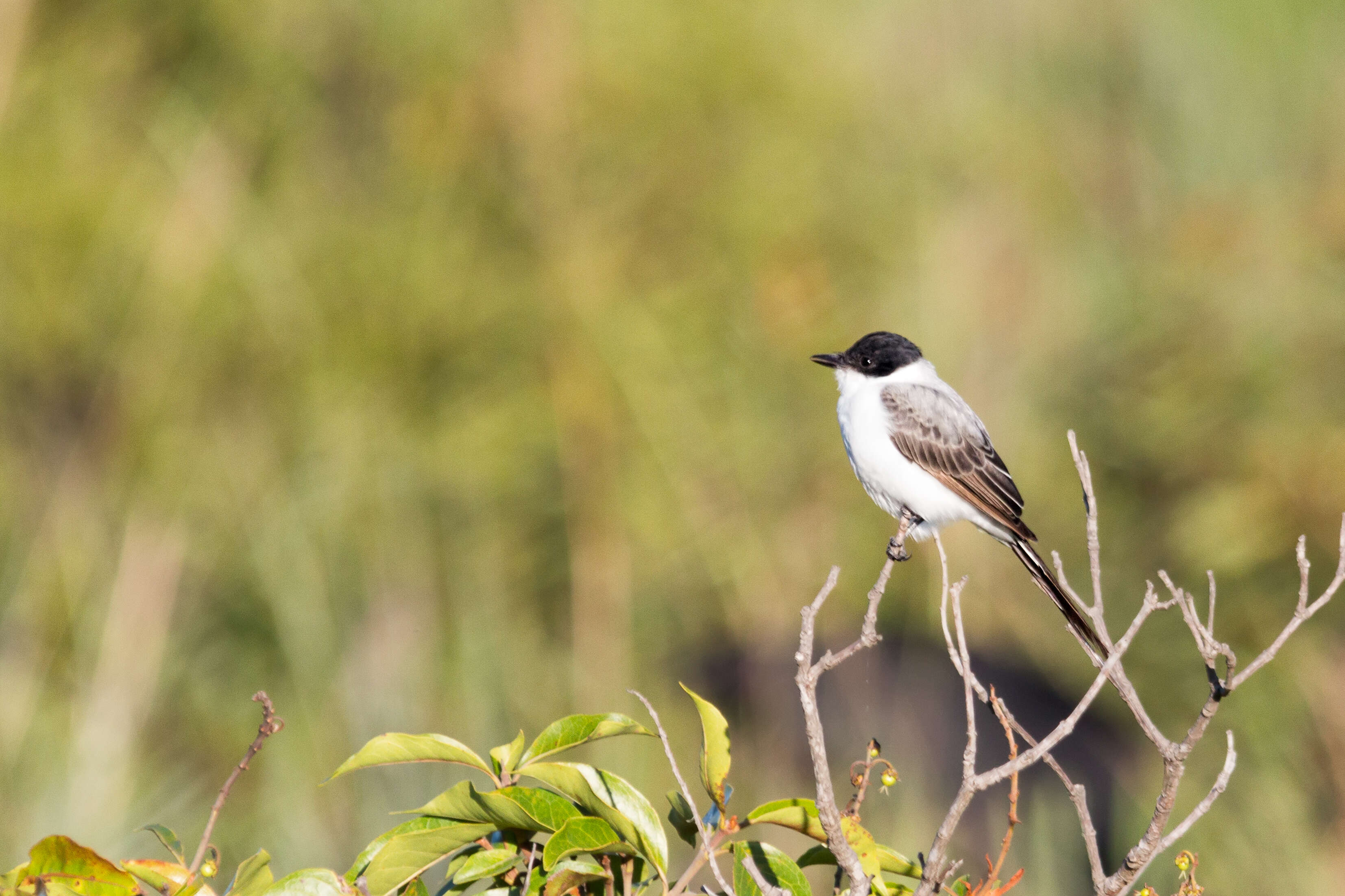 Image of Fork-tailed Flycatcher