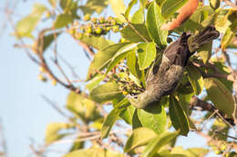 Image of Palm Tanager