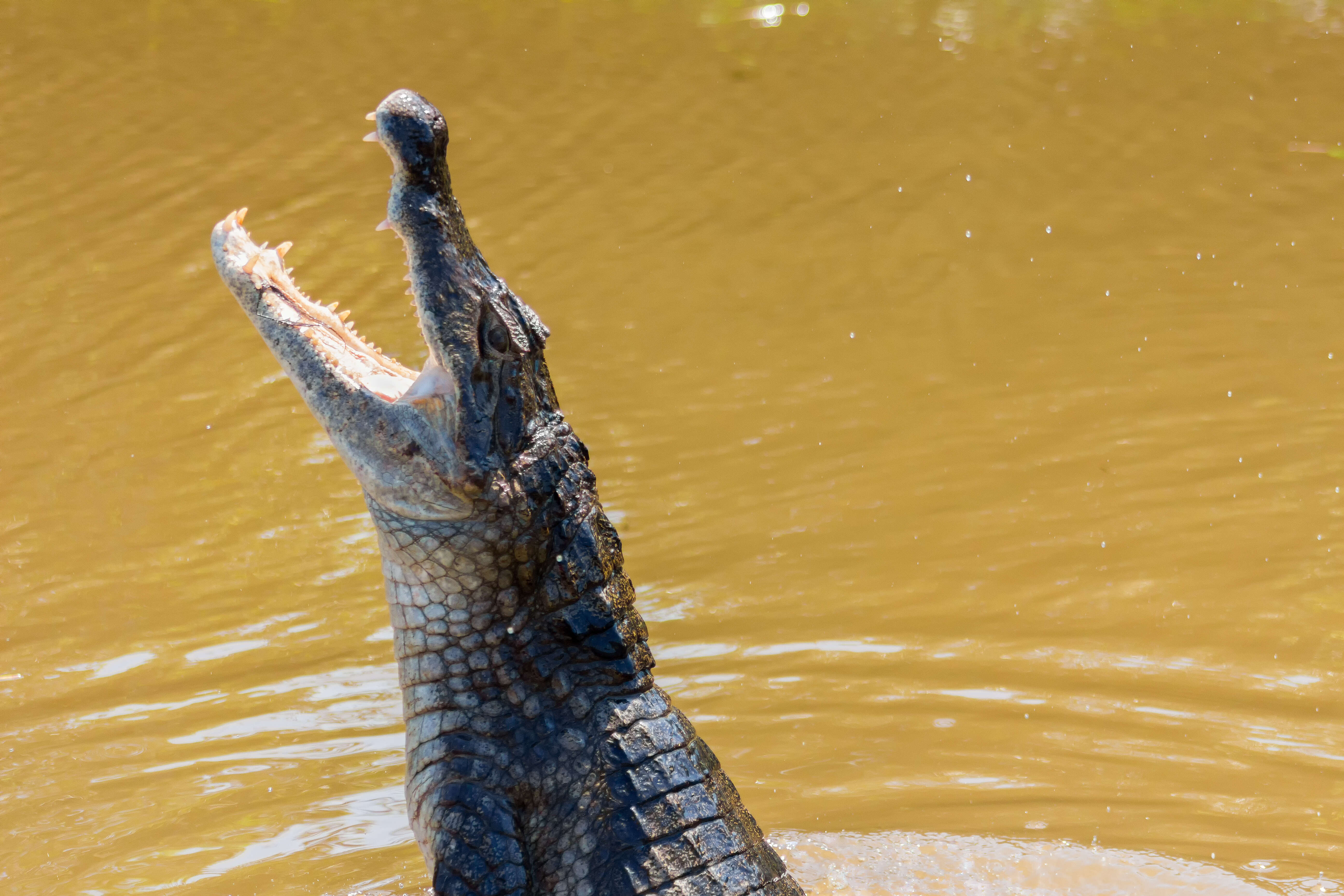 Image of Common Caiman