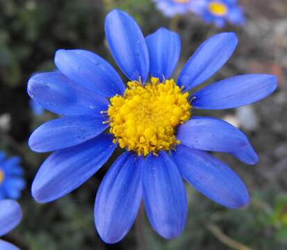 Image of blue daisy