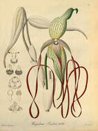 Image of Phragmipedium lindenii (Lindl.) Dressler & N. H. Williams
