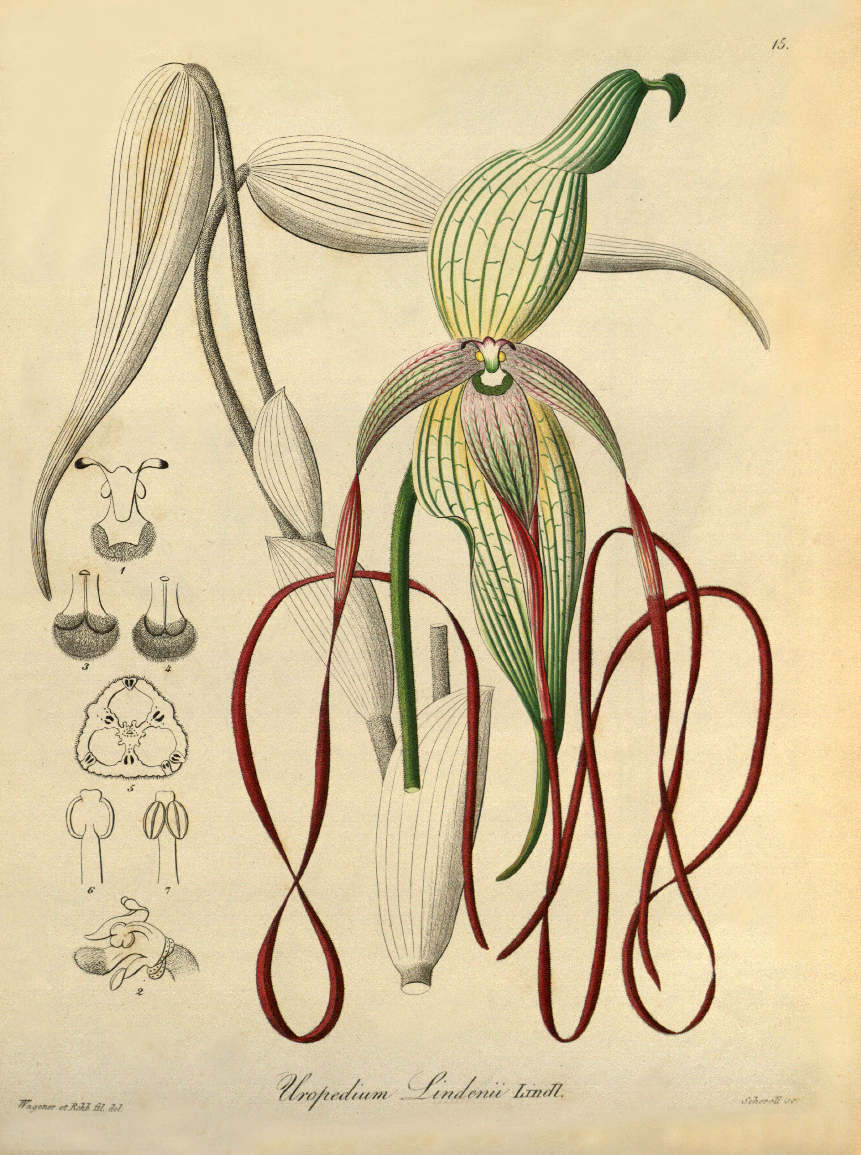 Sivun Phragmipedium lindenii (Lindl.) Dressler & N. H. Williams kuva