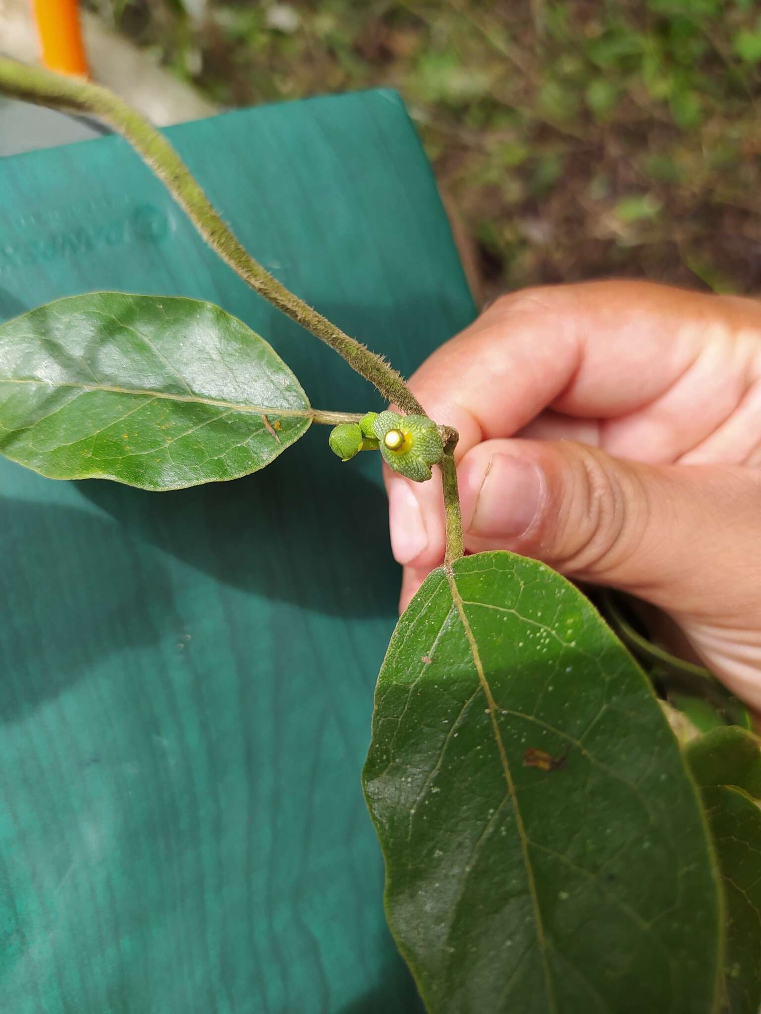 Image of Matelea campechiana (Standl.) R. E. Woodson