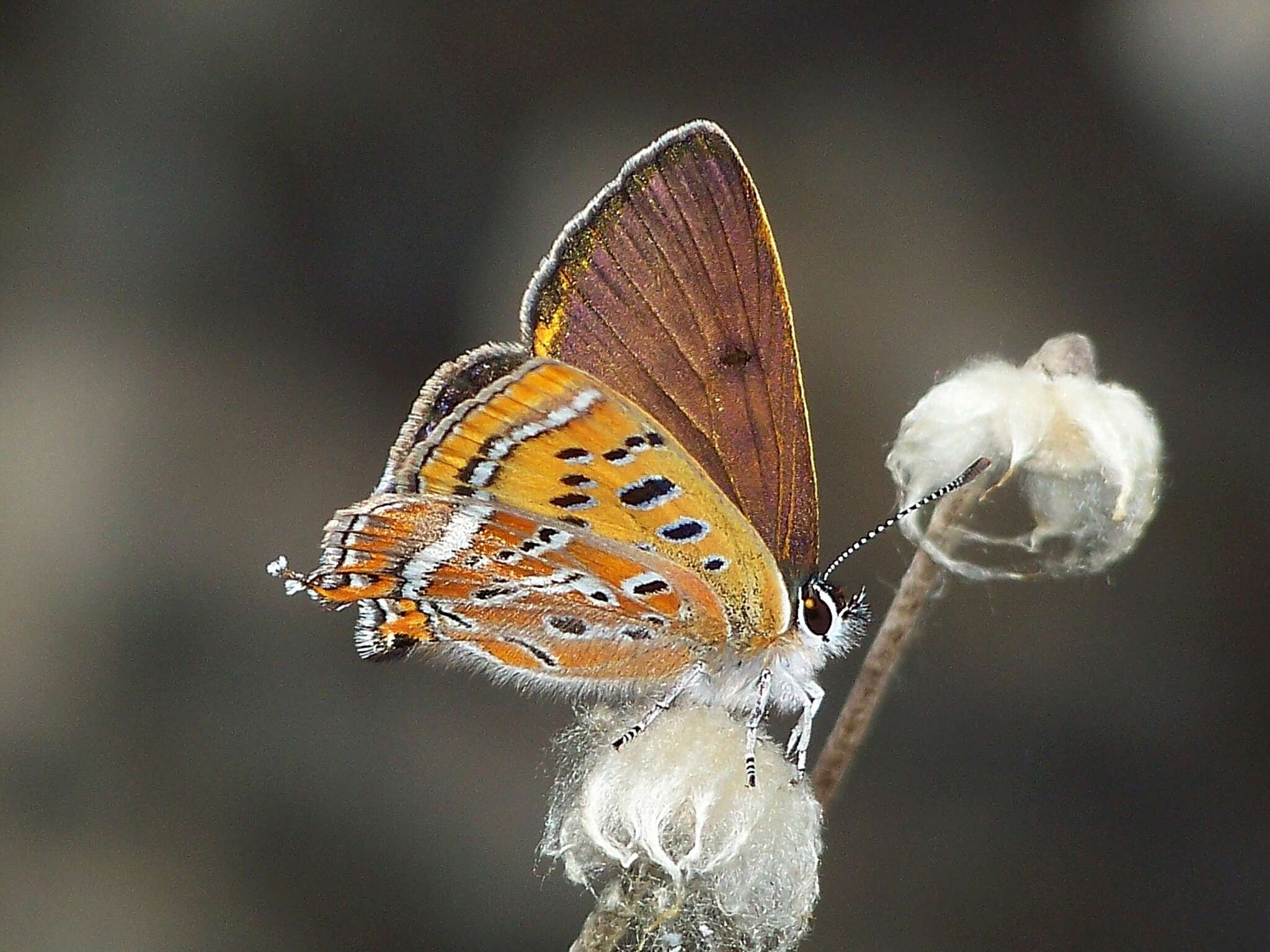 Image of Lycaena li (Oberthür 1886)