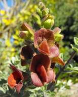 Image of Dune sage