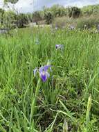 Image of Prairie Iris