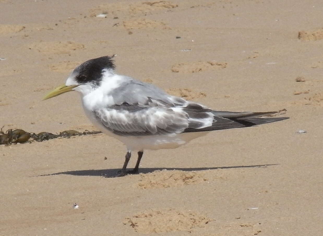 Image of Crested Tern