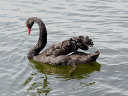 Image of Black Swan