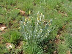 Sivun Asclepias glaucophylla (Schltr.) Schltr. kuva