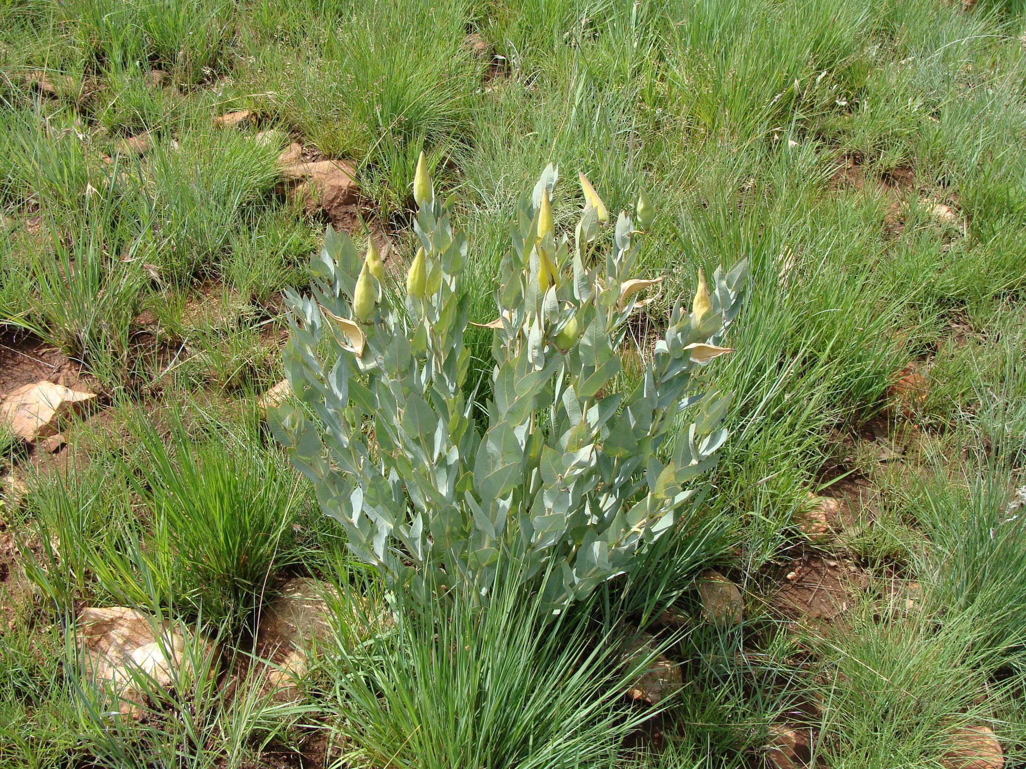 Sivun Asclepias glaucophylla (Schltr.) Schltr. kuva