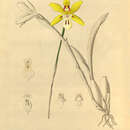 Image of Miltonia flava Lindl.