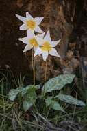 Image of Erythronium shastense D. A. York, J. K. Nelson & D. W. Taylor