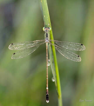 Image of Platylestes kirani