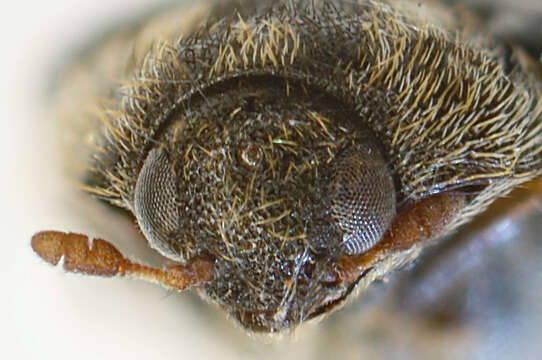 Anthrenocerus australis resmi