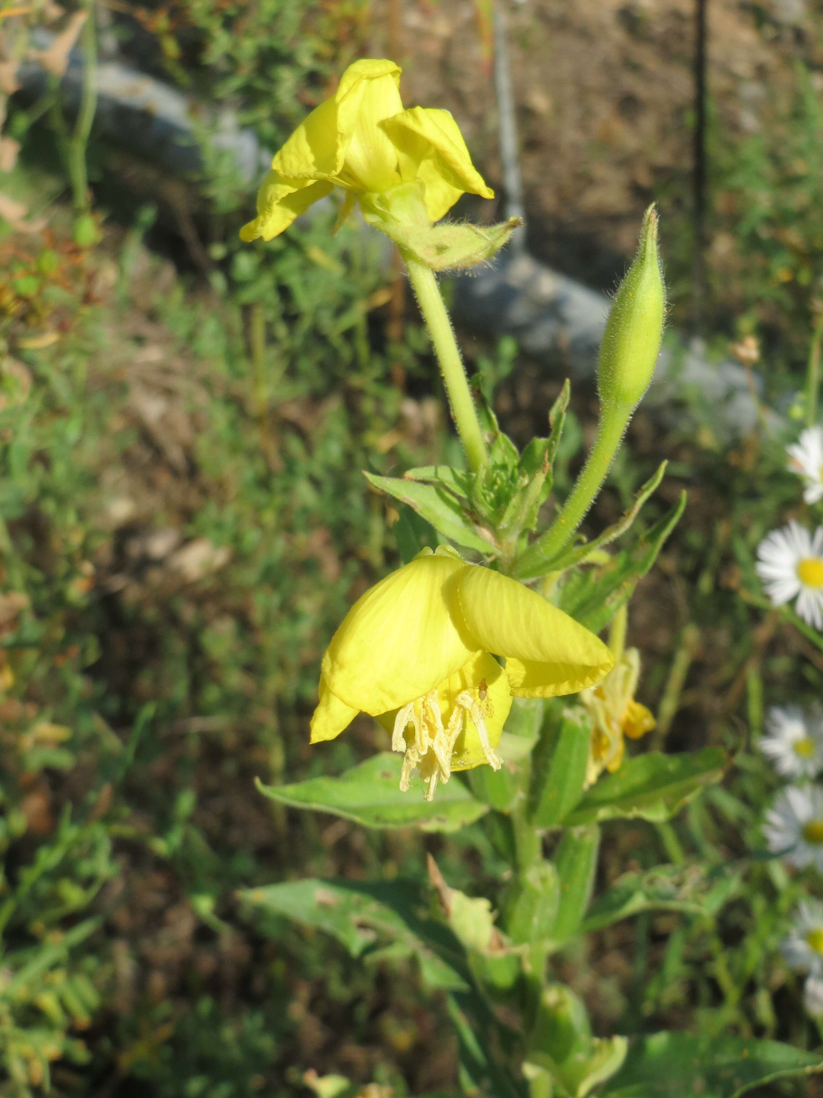 Image of common evening primrose