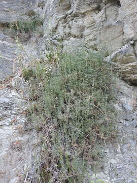 Image of Asperula pubescens (Willd.) Ehrend. & Schönb.-Tem.