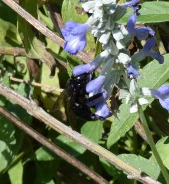 Image of large carpenter bee