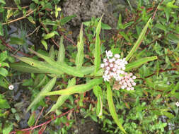 Imagem de Asclepias perennis Walt.