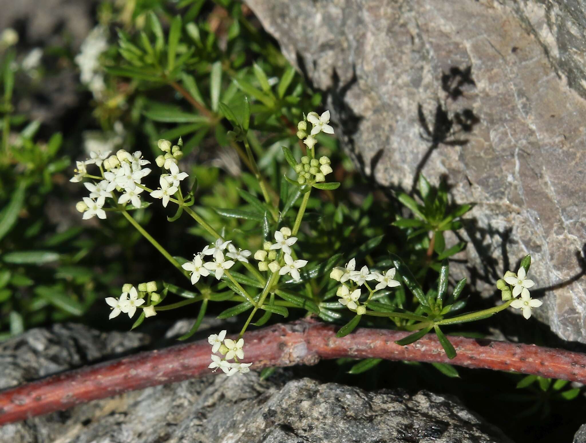 Plancia ëd Galium anisophyllon Vill.