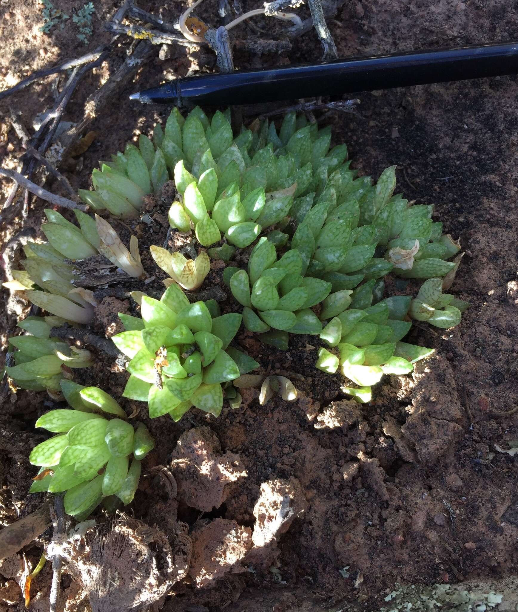 Слика од Haworthia reticulata (Haw.) Haw.