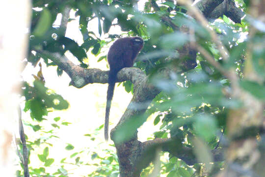 Image of Doubtful Titi Monkey