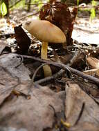 Image of Psathyrella spadiceogrisea (Schaeff.) Maire 1937