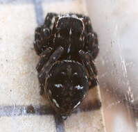 Image of Calositticus inexpectus (Logunov & Kronestedt 1997)