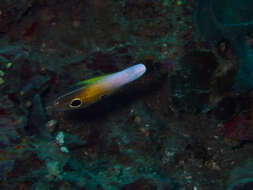 Image of Allen's tubelip wrasse