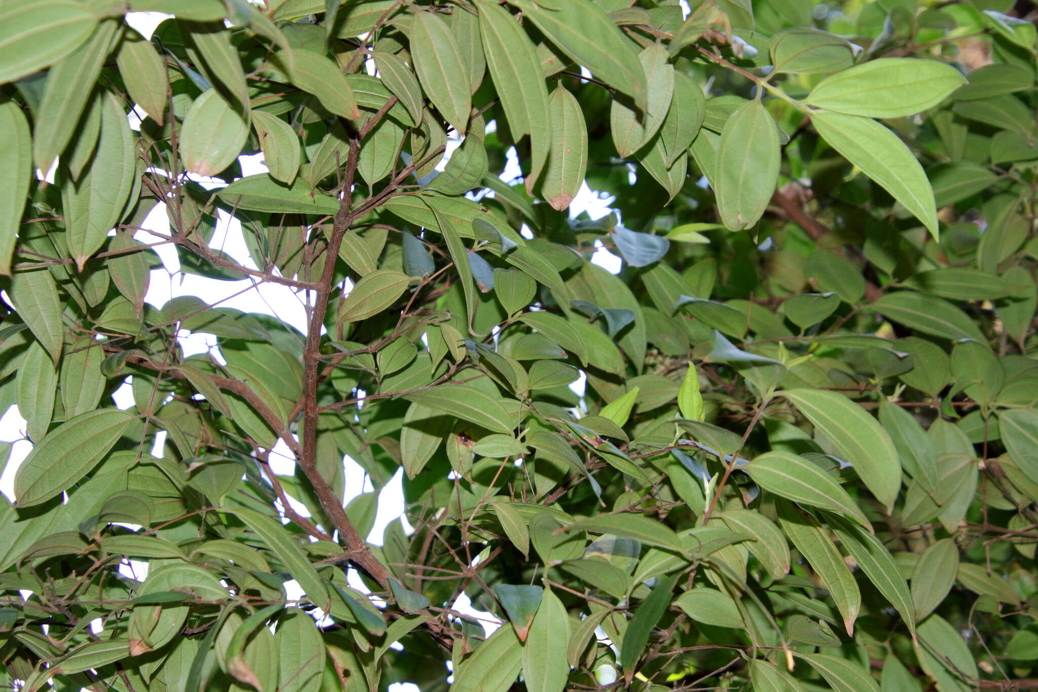 Image of Rhodamnia rubescens (Benth.) Miq.