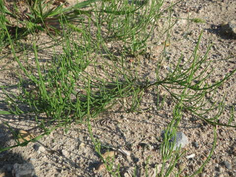 Image of field horsetail