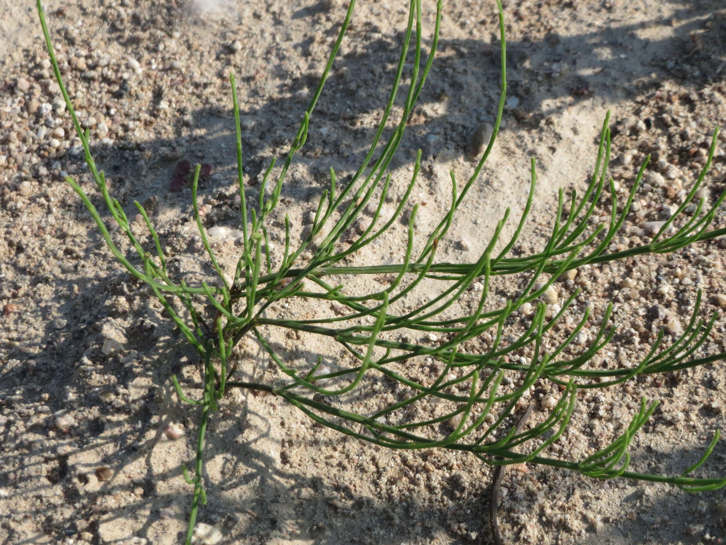 Image of field horsetail