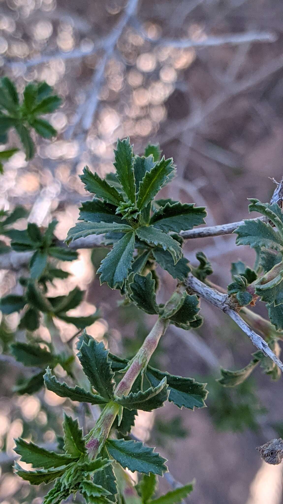 Image of shrubby restharrow