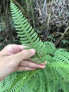 Imagem de Pteris arisanensis Tag.