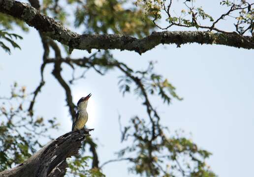 Image of Striped Kingfisher