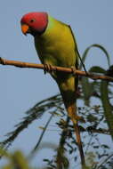 Image of Plum-headed Parakeet